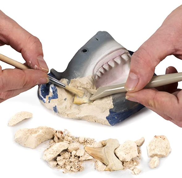 Shark Teeth Dig Kit